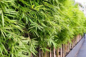 Nature-Inspired Garden Design and Outdoor Living Project